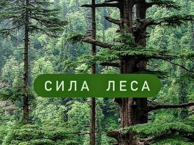 СПА в Новороссийске кедровая бочка